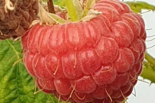 2019-08-30-18-19-46e2898bc7-6ab2-e18b-c1b8-a2f14081d62ed373f1bf-b351-f000-4576-8f508a8617e0B8EF1D1F-385C-7804-2E83-C9DEA839DE1E.jpg