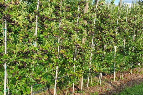 20190716-18121023ba1ae5-f1e7-69b2-81ae-733ae22116b8abf4409b-24a0-8021-4a81-7a4bc2752aba210E83D4-B0C1-2515-5AD4-716B1FAE8016.jpg
